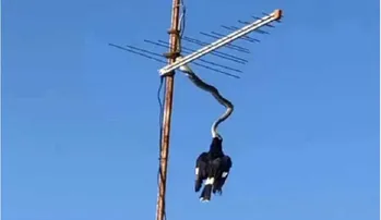 ଟିଭି ଏଣ୍ଟିନାରେ ଅଜଗରର ପକ୍ଷୀ ଶିକାର: ଦେଖନ୍ତୁ ଭିଡିଓ