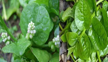 ପୋଇରେ ରହିଛି ଏହିସବୁ ଔଷଧୀୟ ଗୁଣ