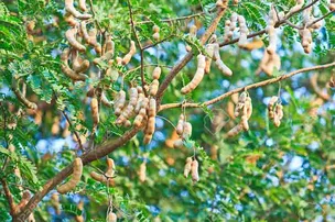 ଘର ପାଖରେ ତେନ୍ତୁଳି ଗଛ ରହିଛି କି? ଜାଣନ୍ତୁ କ’ଣ ହେବ ଅସୁବିଧା