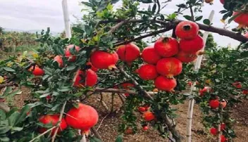 ଆପଣ ଜାଣିଛନ୍ତି କି, ଡାଳିମ୍ବ ଖାଇବାର ଫାଇଦା ବିଷୟରେ