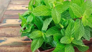 ଖରାଦିନେ ଲୁ’ ରୁ ରକ୍ଷା କରିଥାଏ ପୁଦିନା