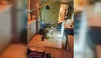 ରାତି ଅଧରେ ରୋଷେଇ ଘରକୁ ପଶି ଆସିଲା କୁମ୍ଭୀର, ଆଉ ତା ପରେ..