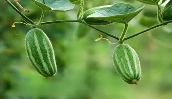 ପୋଟଳରେ ରହିଛି ଏହିସବୁ ପୋଷକ ତତ୍ତ୍ୱ , କରିଥାଏ ଅନେକ ସମସ୍ୟା ସମାଧାନ