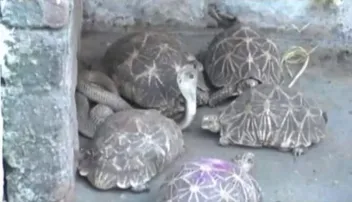 ଶିବ ମନ୍ଦିରରେ ଖେଳୁଛନ୍ତି ସାପ-କଇଁଚ୍ଛ; ଦେଖନ୍ତୁ ଭିଡିଓ