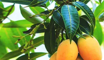 ବ୍ଲଡ୍‌ ପ୍ରେସ୍‌ରକୁ ଦୂର କରେ ଆମ୍ବପତ୍ର