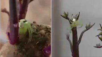 ବୁଢ଼ିଆଣୀ ଦେଖି ଲୋକେ ଡରି ଯାଉଛନ୍ତି, ଦେଖନ୍ତୁ ଭିଡିଓ