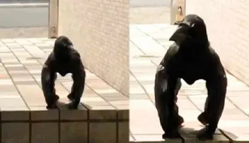 କାଉ ନା ଗରିଲା! ଦେଖନ୍ତୁ ଭିଡିଓ