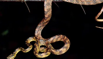 ଶିବସେନା ସୁପ୍ରିମୋ ଉଦ୍ଧବ ଠାକରେଙ୍କ ପୁଅ ନାମରେ ନାମିତ ହେଲା ନୂଆ ପ୍ରଜାତିର ସାପ