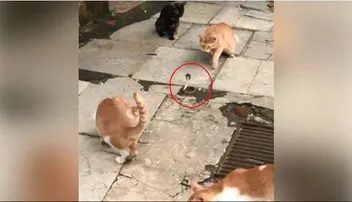 ୪ ବିଲେଇଙ୍କ ସହିତ ଲଢ଼େଇ କରୁଛି ନାଗ ସାପ, ଭିଡିଓ ଭାଇରାଲ୍‌