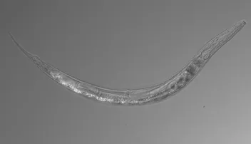 ତିନୋଟି ଲିଙ୍ଗ ଥିବା କୃମି ଆବିଷ୍କାର କଲେ ବୈଜ୍ଞାନିକ