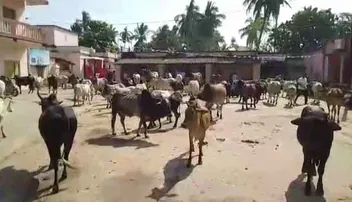 ଚାଷୀଙ୍କ ଅଭିନବ ପ୍ରତିବାଦ: କେନ୍ଦ୍ରାପଡ଼ା ଜିଲ୍ଲାପାଳଙ୍କ ଜନଶୁଣାଣିରେ ଶତାଧିକ ଷଣ୍ଢ ହାଜର