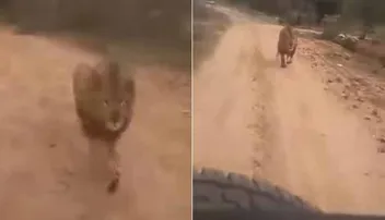 ପର୍ଯ୍ୟଟକଙ୍କୁ ଗୋଡ଼ାଇଲା ସିଂହ, ଭିଡିଓ ଭାଇରାଲ୍‌