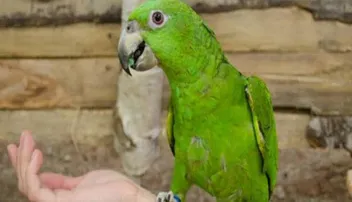 ଗୃହପାଳିତ ପଶୁପକ୍ଷୀଙ୍କୁ କଷ୍ଟ ଦେଉଛନ୍ତି କି ?