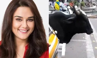 ପଶୁମାନେ ବି ମାନୁଛନ୍ତି ଟ୍ରାଫିକ୍‌ ନିୟମ: ଭିଡ଼ିଓ ଶେଆର କଲେ ପ୍ରୀତି ଜିଣ୍ଟା