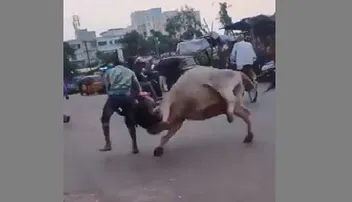 ଷଣ୍ଢ ସହ ଲଢ଼େଇ, ଭିଡିଓ ଭାଇରାଲ୍‌