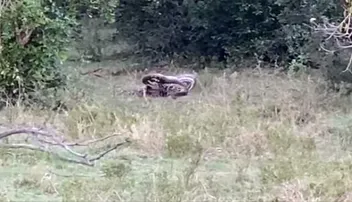 ଆଫ୍ରିକା ଜଙ୍ଗଲରେ ଚିତାବାଘ ଓ ଅଜଗର ସାପ ମଧ୍ୟରେ ଲଢ଼େଇ, ଦେଖନ୍ତୁ ଭିଡିଓ