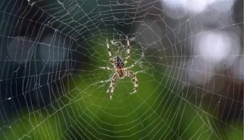 Household Tips: ବୁଢ଼ିଆଣୀ ଜାଲ ସଫା କରିବା ପାଇଁ ଆପଣାନ୍ତୁ ଏହି ଘରୋଇ ଉପାୟ