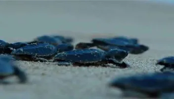 ଟ୍ରଲର ଓ ମୋଟରଚାଳିତ ଡଙ୍ଗା ଉପରେ କଟକଣା ଲଗାଇଲେ ସରକାର !