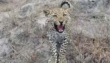 ଚିତାବାଘକୁ ପାଖରେ ପାଇ ଖୁସି ହୋଇଗଲେ ଫଟୋଗ୍ରାଫର୍‌