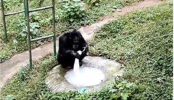 କପଡ଼ା ସଫା କରୁଛି ସିମ୍ପାଜି, ଭିଡିଓ ଭାଇରାଲ୍‌