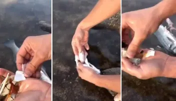 ମାଛ ପେଟରୁ ବାହାରିଲା ପୁଳା ପୁଳା ପ୍ଲାଷ୍ଟିକ୍‌, ଭିଡିଓ ଦେଖିଲେ ହେବେ ଆଶ୍ଚର୍ଯ୍ୟ