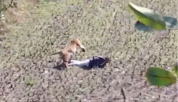 ବାଘକୁ ଦେଖି ମରିବାର ଅଭିନୟ କଲେ ବ୍ୟକ୍ତି, ଭିଡିଓ ଭାଇରାଲ୍‌