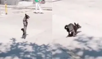 ପ୍ରକୃତିର ବିସ୍ମୟ: ଦୁଇ ଗୋଡ଼ରେ ଚାଲିଲା କୁକୁର!