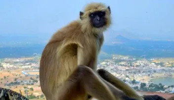 ଟ୍ରମ୍ପଙ୍କ ଆଗ୍ରା ଗସ୍ତ ପାଇଁ ସୁରକ୍ଷା ଟିମ୍‌ରେ ୫ ହନୁ ମାଙ୍କଡ଼