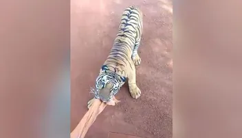 ପର୍ଯ୍ୟଟକଙ୍କ ଗାଡ଼ିକୁ ଭିଡ଼ି ଧରିଲା ବାଘ, ଭାଇରାଲ୍‌ ହେଉଛି ଭିଡିଓ