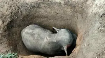 ୬ ଘଣ୍ଟାର ଅପରେସନ୍ ପରେ ଖାଲରୁ ବାହାରିଲା ହାତୀ