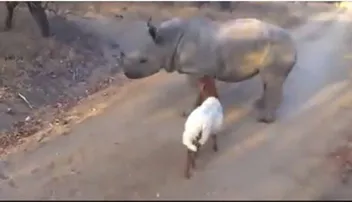 ଗଣ୍ଡାକୁ ଦେଖି ନାଚିଲା ଛେଳି, ଭିଡିଓ ଭାଇରାଲ୍‌