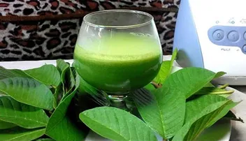 କେବେ ପିଇଛନ୍ତି ପିଜୁଳି ପତ୍ର ଜୁସ୍‌ ? କେଉଁମାନେ ପିଇବା ଉଚିତ୍‌ ଜାଣନ୍ତୁ