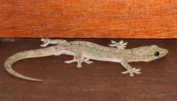 ଘରୁ ଝିଟିପିଟି ବାହାର କରିବାର ୫ଟି ସହଜ ଉପାୟ- Tips to keep lizards away from home