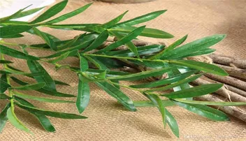 ଟାଇପ୍‌-୨ ଡାଇବେଟିସ୍‌ ନିୟନ୍ତ୍ରଣ କରେ ଅଲିଭ୍‌ ପତ୍ର