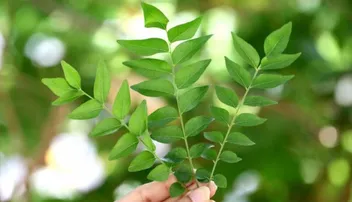 ଓଜନ କମ୍‌ କରିବ ଭୁର୍ସୁଙ୍ଗ ପତ୍ର ଚାହା