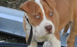 କୁକୁରକୁ ଗାଡ଼ି ଚଲାଇବା ଶିଖାଇ ଜେଲ୍‌ ଗଲେ