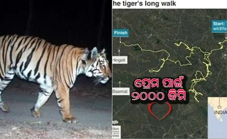 ସାଥୀ ଖୋଜି ଖୋଜି ୨ ହଜାର କିଲୋମିଟର ଚାଲିଲା ବାଘ, ଲୋକେ କହିଲେ ୟାକୁ ଟିଣ୍ଡର୍‌ ବ୍ୟବହାର ଶିଖାଅ