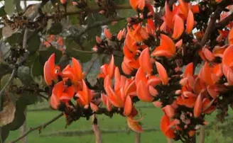 ଦେଖ୍‌ ସୁନ୍ଦରୀ ପଲସା ଫୁଲ୍‌