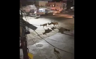 ସମୟର ଖେଳ: ମଣିଷ ନୁହେଁ ରାସ୍ତାରେ ବୁଲିଲେ ହରିଣ, ଭିଡିଓ ଦେଖନ୍ତୁ...