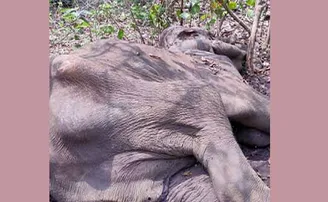 ସାତକୋଶିଆ ଅଭୟାରଣ୍ୟରେ ଆଖି ବୁଜିଲା ହାତୀ