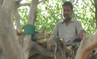 ସାମାଜିକ ଦୂରତା ପାଇଁ ମଞ୍ଚା ବାନ୍ଧି ଗଛ ଉପରେ ରହୁଛନ୍ତି ଏହି ବ୍ୟକ୍ତି