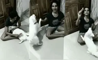 ଯୋଜନା ବିଗାଡ଼ି ଦେଲା ପୋଷା କୁକୁର