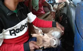 କରୋନା ପାଇଁ ଖାଁ ଖାଁ ଗାଁ; ରାସ୍ତାରେ ଦୌଡ଼ିଲା ହରିଣ