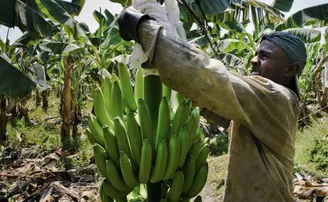 ଆସିଛି 'କୋଭିଡ୍ ବାନାନା', ଚିନ୍ତାରେ କଦଳୀ ଚାଷୀ