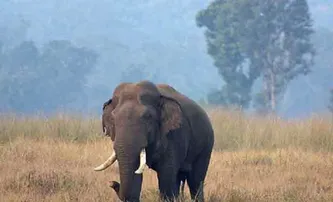 ବୃଦ୍ଧାଙ୍କୁ ଦଳିଲା ହାତୀ