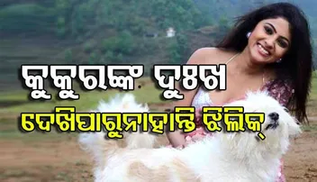 ରାସ୍ତାରେ ବୁଲୁଥିବା ଭୋକିଲା କୁକୁରଙ୍କୁ ଦେଖିଲେ ଝିଲିକ୍‌ଙ୍କୁ ଜମା ବି ଭଲ ଲାଗେନି