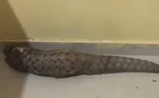 ବଜ୍ରକାପ୍ତା ଉଦ୍ଧାର, ଜଣେ ଗିରଫ