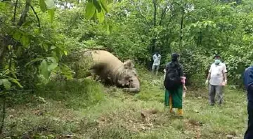 ହାତୀର ମୃତଦେହ ଠାବ