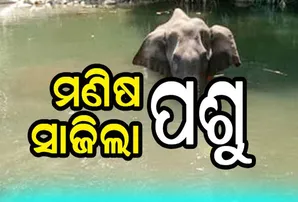 ପାଶବିକତାର ସୀମା ଲଙ୍ଘିଲା ମଣିଷ, ଗର୍ଭବତୀ ହାତୀକୁ ବାଣଭର୍ତ୍ତି ସପୁରୀ ଦେଇ ହତ୍ୟା