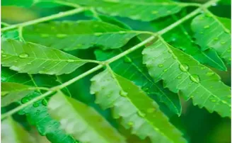 ପେଟ ଓ ତ୍ୱଚା ପାଇଁ ଭଲ ନିମ୍ୱ